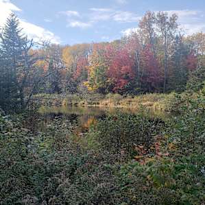 Tent site on the Dennys River
