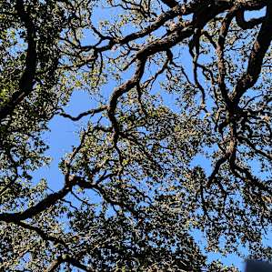 Gorgeous Oak trees