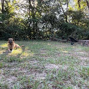 Forested Campsite on a Working Farm