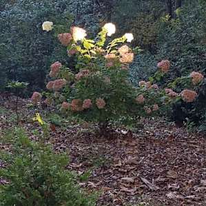 Autumn glory.
