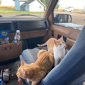 Very sweet cats