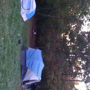 Octopus forest campsite