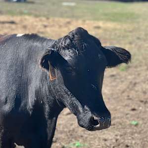 Akachi Ranch