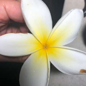 Plumeria tree near our tent. Pleasant smell. This flower was on the ground, we didn’t pick it from his tree :)
