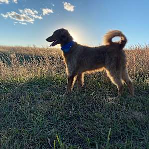 Our dog loved it here!