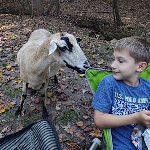 The sheep are so cool. They are free-range.