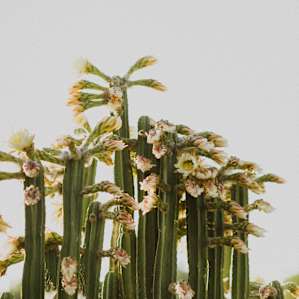 San Pedros blooming behind the yurt