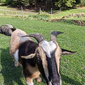 The Cutest and Friendliest Goat!