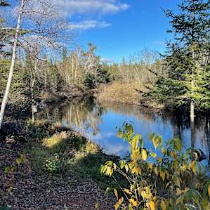 Eagle Pines On The Bad River