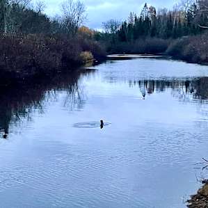 Eagle Pines On The Bad River