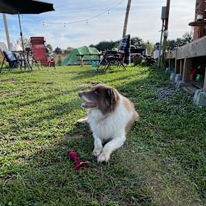 BOSS DOG HAD A BLAST