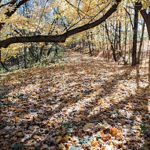 There is a path with tree branches hanging over the trail. Really beautiful!