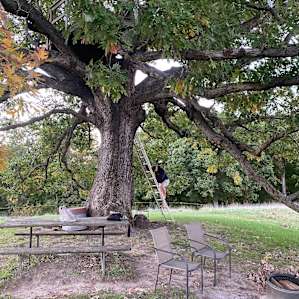 Ladder, picnic table, fire ring