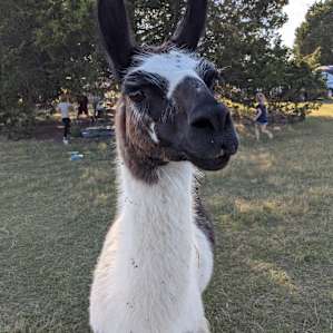 Llamaland Tent Camping