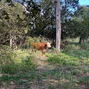 Beautiful cow basking in the sunlight
