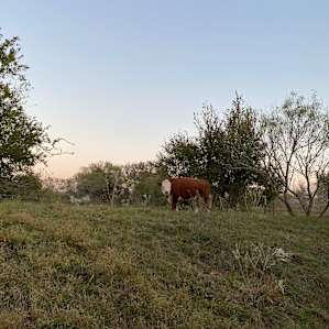 The first cow we saw!