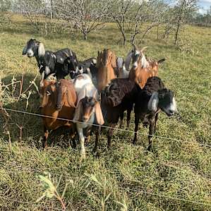 Goats!