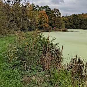 Lake and Forest Camping