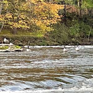 We saw geese pit stop and rest while migrating