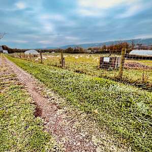 The lovely farm lane leading to the campsite.