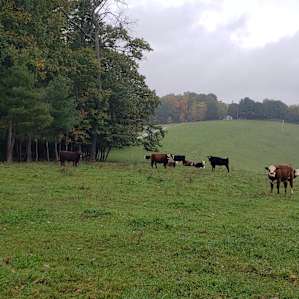 Alpaca's of Fairhawk