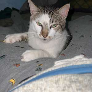 Ranger. He will cuddle with you at night.