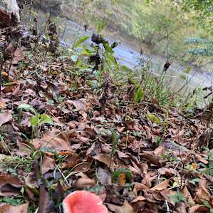 Rock Creek Wooded Campground