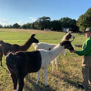 Llamaland Tent Camping