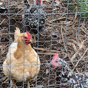 Chickens on the site.
