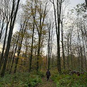 Big Trees and Steep Ravines