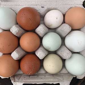 Eggs!