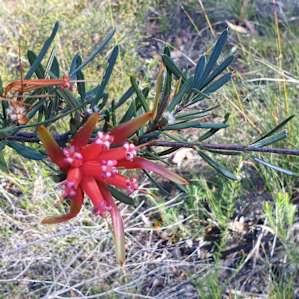 Native flower