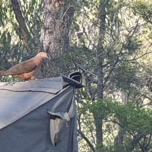 Curious Brown Rock Dove visiting our camp site