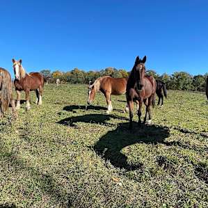 Beautiful horses up the Rainbow Path