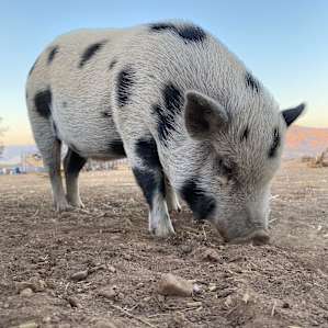 Sunset with piggies