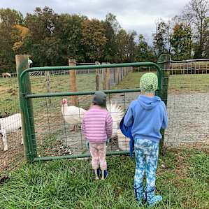 Bellview Farm