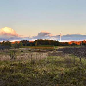 Orchard Clearing at Hibernian Farm