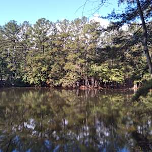 Pondside Tiny Cabin Retreat