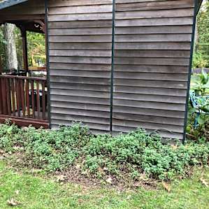 Spearmint flanks the cabin on two sides and is in large bunches around the property. I brought home a gallon ziplock baggie to dry!