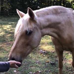 My son feeding Cha-Cha some acorns
