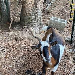 GOATS! <3