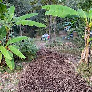 Two banana trees flank the camp area entrance