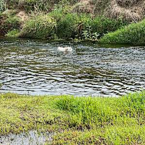 Marley the Lab enjoying a swim