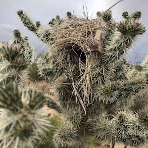 A desert wren nest. Beautiful!