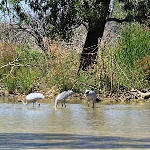 Brolga hunting for yabbies and other creatures in the mus.