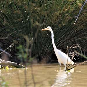 Coolibah Waterhole in Strip Paddock