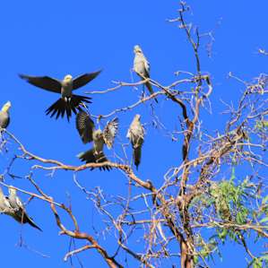 Coolibah Waterhole in Strip Paddock