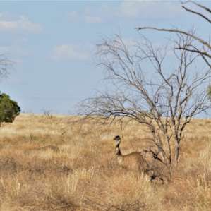 Coolibah Waterhole in Strip Paddock