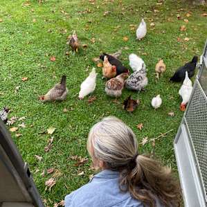 Must Love Chickens!