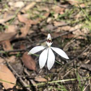 A nice native orchid on the property